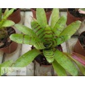 Neoregelia Ignatz