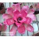 Neoregelia JS Red
