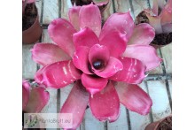 Neoregelia JS Red
