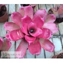 Neoregelia JS Red