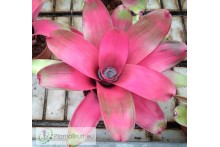 Neoregelia JS Red Green