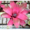 Neoregelia JS Red Green