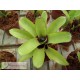 Neoregelia Amarilis
