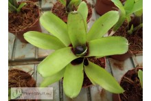 Neoregelia Amarilis