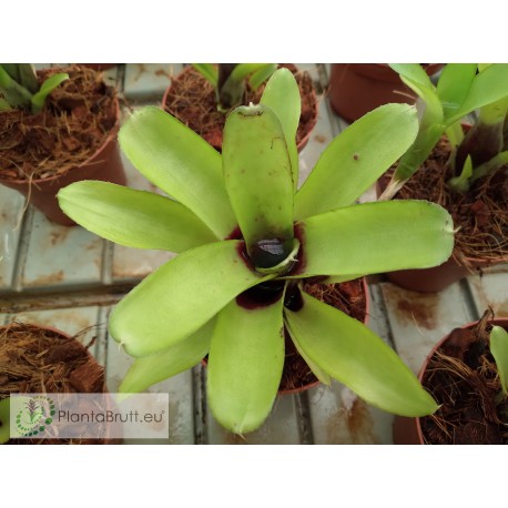 Neoregelia Amarilis