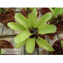 Neoregelia Amarilis