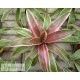 Neoregelia Raphael