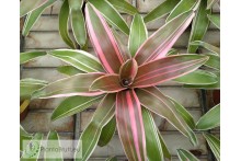 Neoregelia Raphael