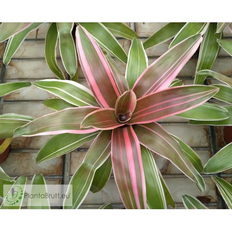 Neoregelia Raphael