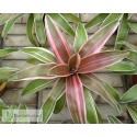 Neoregelia Raphael