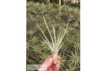 Tillandsia caput medusae x seleriana