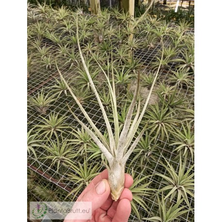 Tillandsia caput medusae x seleriana