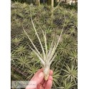 Tillandsia caput medusae x seleriana