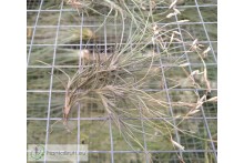 Tillandsia mallemontii x bandensis