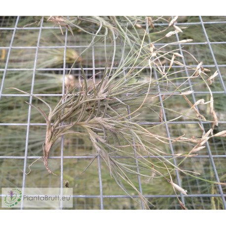 Tillandsia mallemontii x bandensis