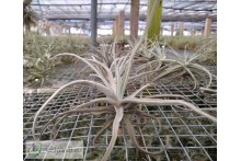 Tillandsia reichenbachii (ex. Uwe Feldhoff)