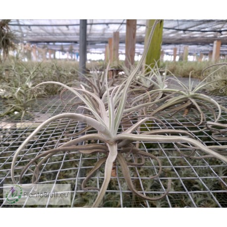 Tillandsia reichenbachii (ex. Uwe Feldhoff)