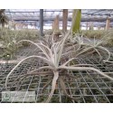 Tillandsia reichenbachii (ex. Uwe Feldhoff)