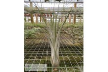 Tillandsia caput medusae x rodrigueziana