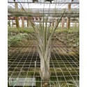 Tillandsia caput medusae x rodrigueziana