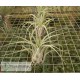 Tillandsia scaposa x streptophylla