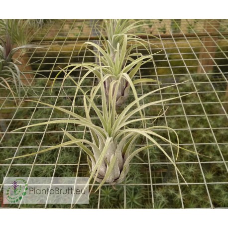 Tillandsia scaposa x streptophylla