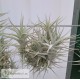 Tillandsia albida var. minor clumb
