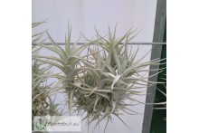 Tillandsia albida var. minor clumb