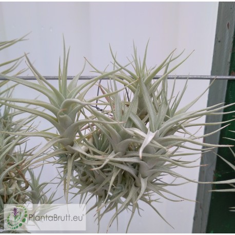 Tillandsia albida var. minor clumb