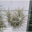 Tillandsia albida var. minor clumb