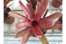 Neoregelia punctatissima rubra Hybrid