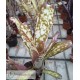 Billbergia Kolan Clotted Cream