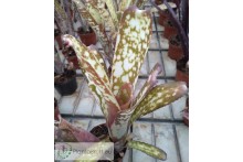 Billbergia Kolan Clotted Cream