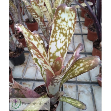 Billbergia Kolan Clotted Cream