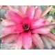 Neoregelia Cherub's Blush