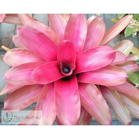 Neoregelia Cherub's Blush