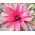 Neoregelia Cherub's Blush