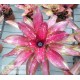 Neoregelia Predatress