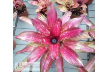 Neoregelia Predatress