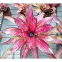 Neoregelia Predatress