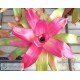 Neoregelia Green Apples