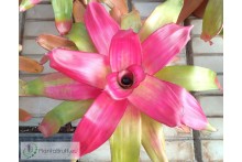 Neoregelia Green Apples