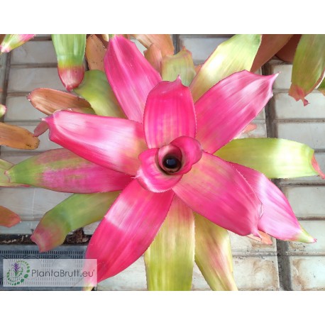 Neoregelia Green Apples