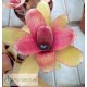Neoregelia Amaranda