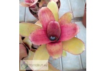 Neoregelia Amaranda
