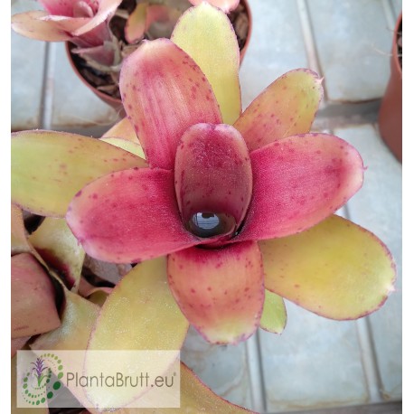 Neoregelia Amaranda