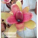Neoregelia Amaranda