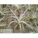 Tillandsia bermejoensis