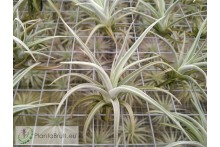 Tillandsia bermejoensis