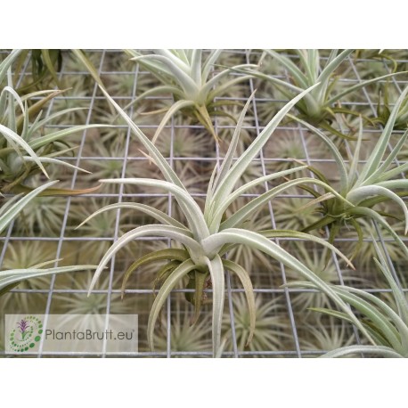 Tillandsia bermejoensis